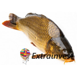 Carpa fresco de peso SONA